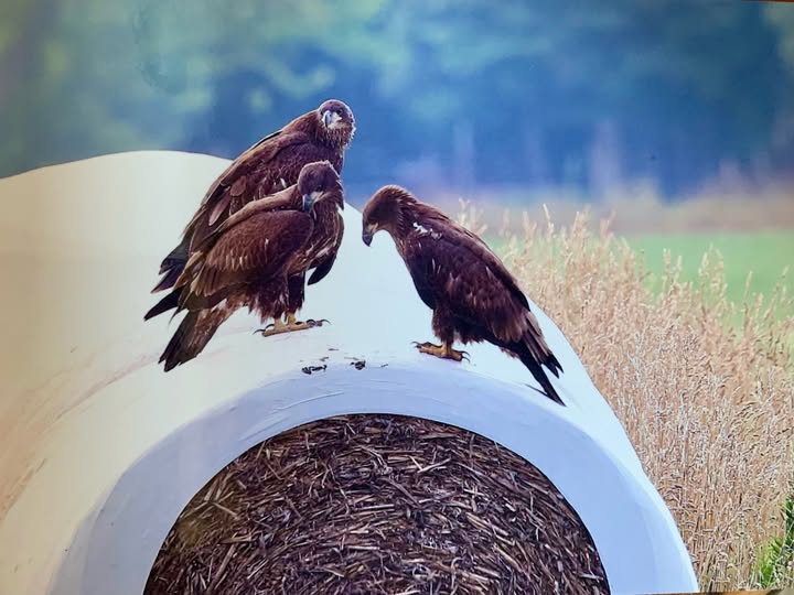 Three Eagles on Hay Bale